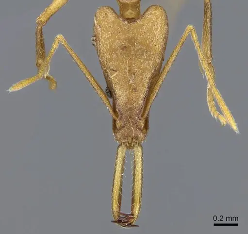 Strumigenys apios specimen CASENT0914761 image casent0914761_2