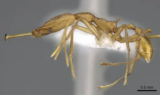 Strumigenys apios specimen CASENT0914761 image casent0914761_3