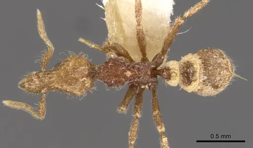 Strumigenys arahana specimen CASENT0900096 image casent0900096_1