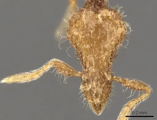 Strumigenys arahana specimen CASENT0900096 image casent0900096_2
