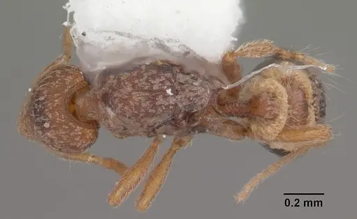 Strumigenys archboldi specimen CASENT0104338 image casent0104338_1