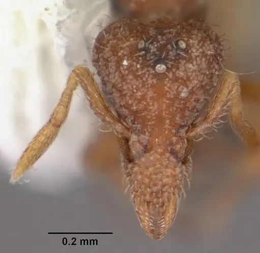 Strumigenys archboldi specimen CASENT0104338 image casent0104338_2