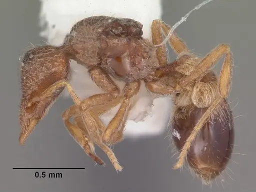 Strumigenys archboldi specimen CASENT0104338 image casent0104338_3