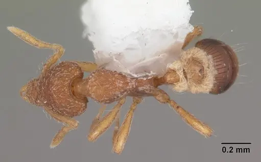 Strumigenys archboldi specimen CASENT0104339 image casent0104339_1