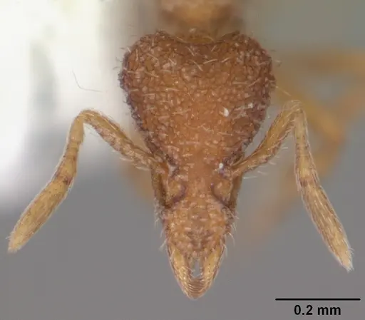 Strumigenys archboldi specimen CASENT0104339 image casent0104339_2
