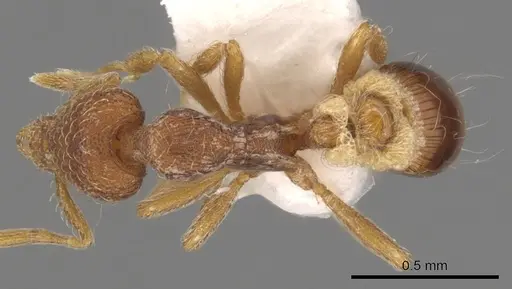 Strumigenys archboldi specimen CASENT0900175 image casent0900175_1