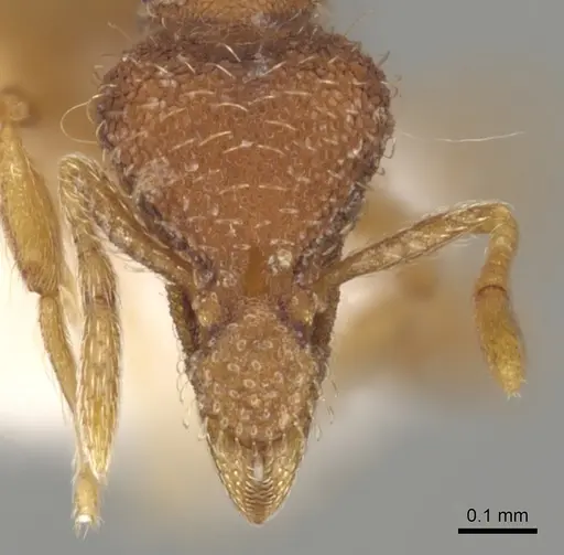 Strumigenys archboldi specimen CASENT0900175 image casent0900175_2
