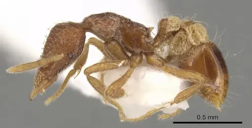 Strumigenys archboldi specimen CASENT0900175 image casent0900175_3