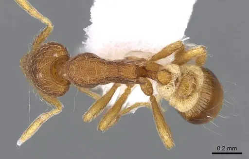 Strumigenys archboldi specimen CASENT0914679 image casent0914679_1