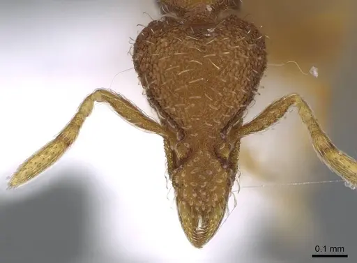 Strumigenys archboldi specimen CASENT0914679 image casent0914679_2