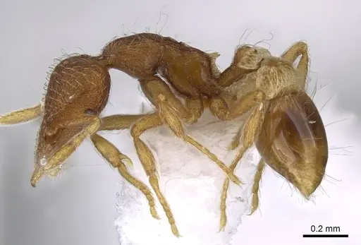 Strumigenys archboldi specimen CASENT0914679 image casent0914679_3