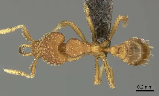 Strumigenys arnoldi specimen CASENT0235715 image casent0235715_1