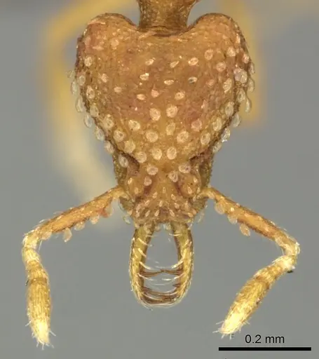 Strumigenys arnoldi specimen CASENT0235715 image casent0235715_2