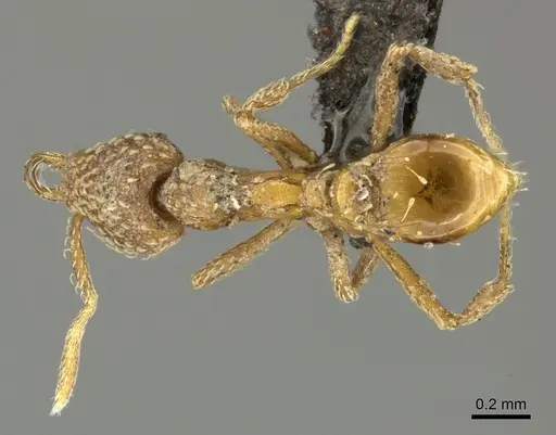 Strumigenys arnoldi specimen CASENT0249002 image casent0249002_1