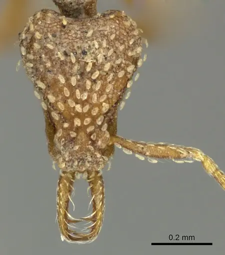 Strumigenys arnoldi specimen CASENT0249002 image casent0249002_2