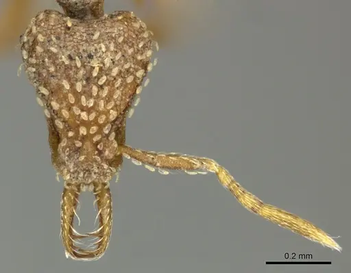 Strumigenys arnoldi specimen CASENT0249002 image casent0249002_3