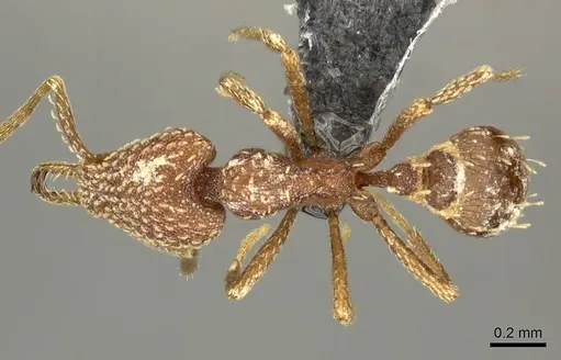 Strumigenys arnoldi specimen CASENT0260163 image casent0260163_1