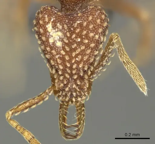 Strumigenys arnoldi specimen CASENT0260163 image casent0260163_2