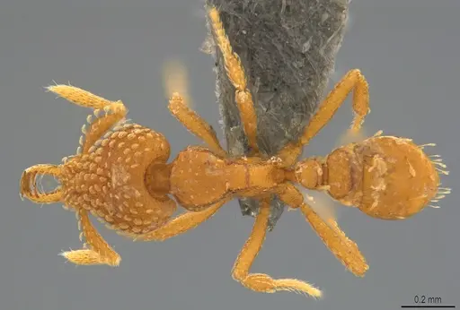 Strumigenys arnoldi specimen CASENT0784371 image casent0784371_1