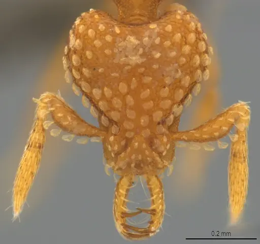 Strumigenys arnoldi specimen CASENT0784371 image casent0784371_2