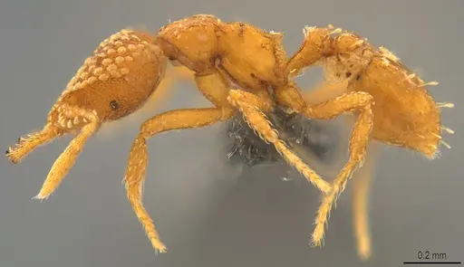 Strumigenys arnoldi specimen CASENT0784371 image casent0784371_3