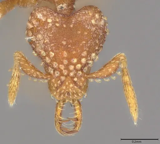 Strumigenys arnoldi specimen CASENT0786436 image casent0786436_1