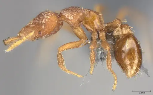 Strumigenys arnoldi specimen CASENT0786436 image casent0786436_2