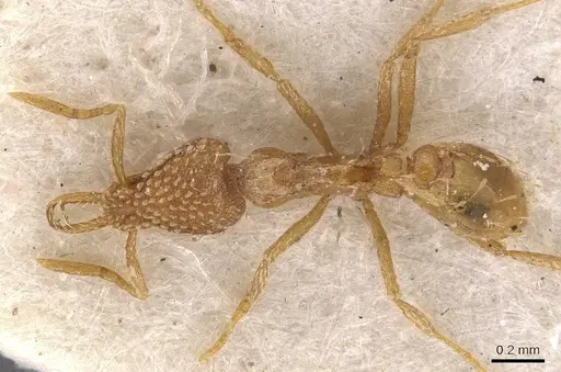 Strumigenys arnoldi specimen CASENT0909303 image casent0909303_1