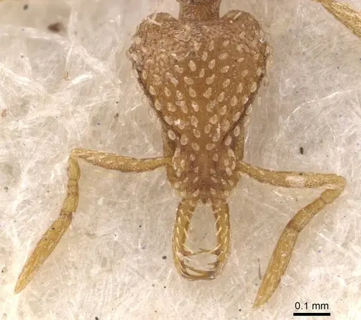 Strumigenys arnoldi specimen CASENT0909303 image casent0909303_2