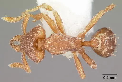 Strumigenys arrogantia specimen CASENT0102632 image casent0102632_1