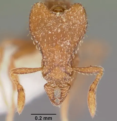Strumigenys arrogantia specimen CASENT0102632 image casent0102632_2