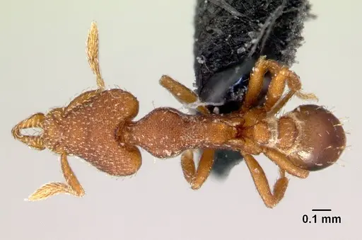 Strumigenys arrogantia specimen CASENT0179671 image casent0179671_1