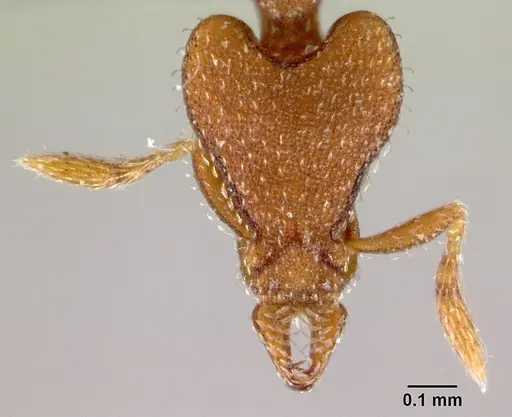 Strumigenys arrogantia specimen CASENT0179671 image casent0179671_2