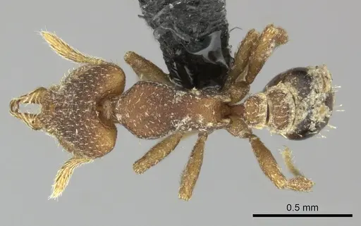 Strumigenys arrogantia specimen CASENT0270187 image casent0270187_1