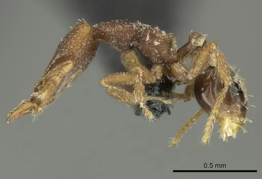 Strumigenys arrogantia specimen CASENT0270187 image casent0270187_2