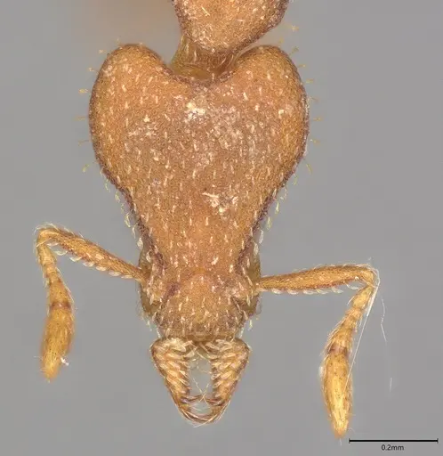 Strumigenys arrogantia specimen CASENT0728916 image casent0728916_1