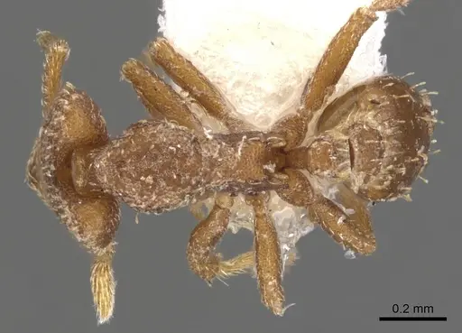 Strumigenys arrogantia specimen CASENT0900776 image casent0900776_1