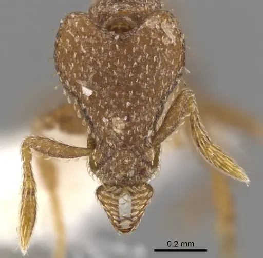 Strumigenys arrogantia specimen CASENT0900776 image casent0900776_2