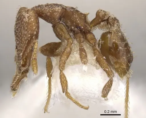 Strumigenys arrogantia specimen CASENT0900776 image casent0900776_3