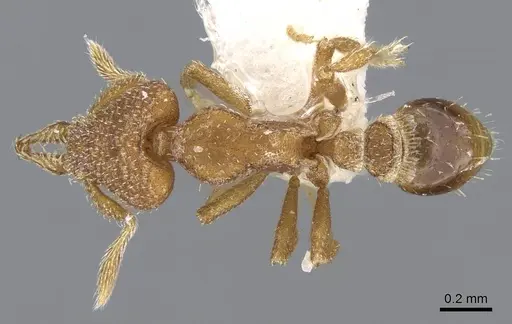 Strumigenys arrogantia specimen CASENT0914783 image casent0914783_1