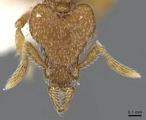Strumigenys arrogantia specimen CASENT0914783 image casent0914783_2