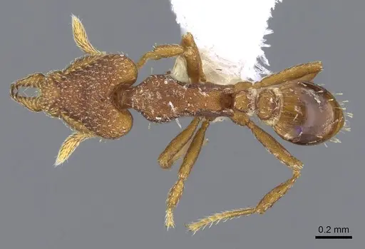 Strumigenys arrogantia specimen CASENT0914849 image casent0914849_1