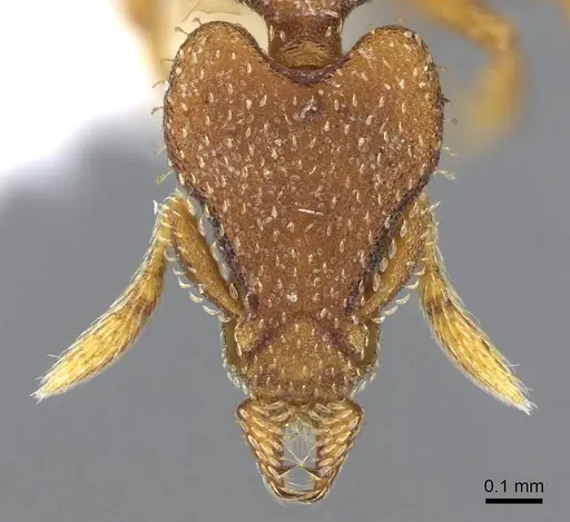 Strumigenys arrogantia specimen CASENT0914849 image casent0914849_2