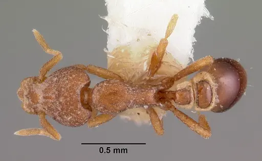 Strumigenys artemis specimen CASENT0102597 image casent0102597_1