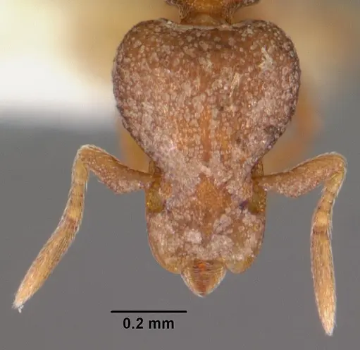 Strumigenys artemis specimen CASENT0102597 image casent0102597_2
