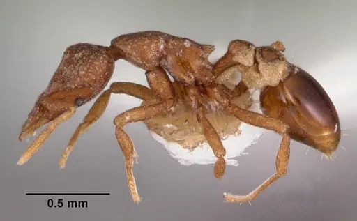 Strumigenys artemis specimen CASENT0102597 image casent0102597_3