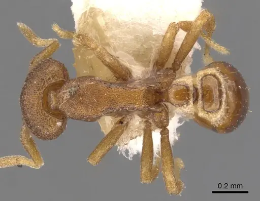 Strumigenys artemis specimen CASENT0900123 image casent0900123_1
