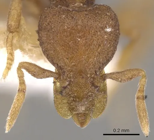 Strumigenys artemis specimen CASENT0900123 image casent0900123_2