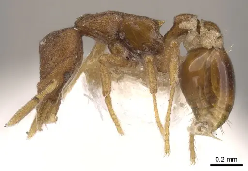 Strumigenys artemis specimen CASENT0900123 image casent0900123_3