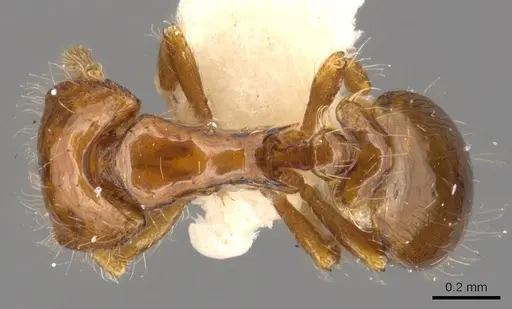 Strumigenys asaphes specimen CASENT0900211 image casent0900211_1